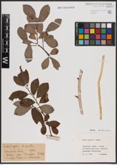 Foto von Salix aurita L. x Salix caprea L.